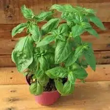 swee basil