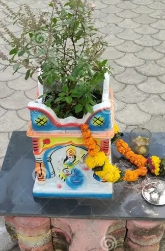 Tulsi is considered a sacred plant and is related to Lord Vishnu and Goddess Lakshmi in Hindu culture .By planting it in the central part of your courtyard it allows people to worship or you can say do puja daily.