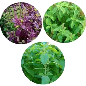 types of Tulsi