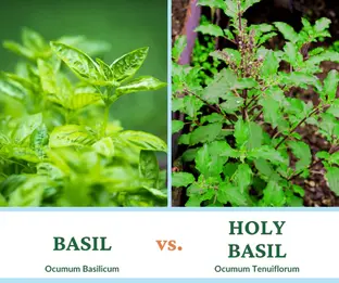 Ocimum tenuiflorum v/s Ocimum Basilicum