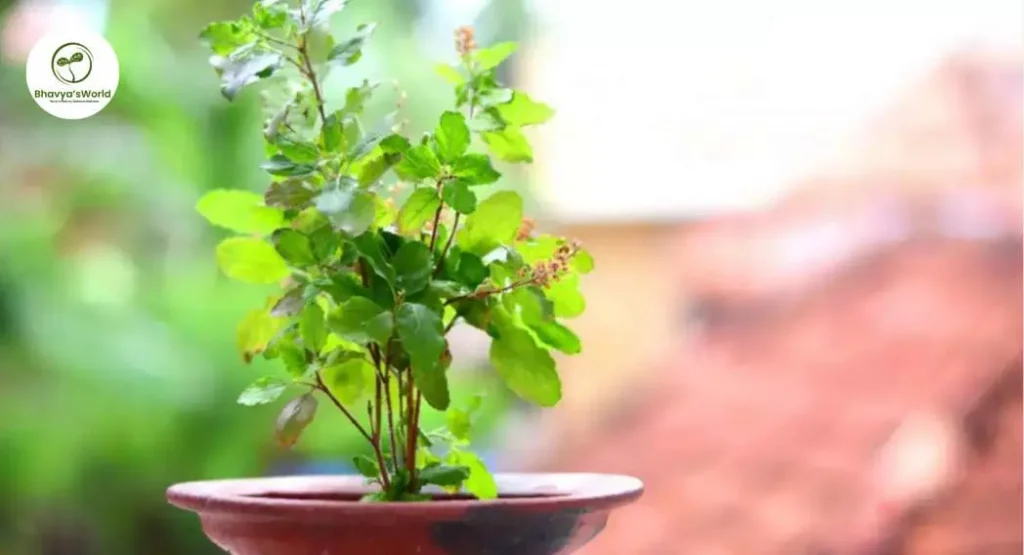 tulsi plant care