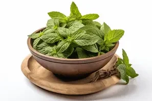 Indian basil plant